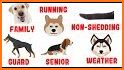 What Type Of Dog Are You? related image