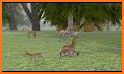 Life Of Deer related image