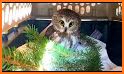 Rocky Owl's Christmas Story related image