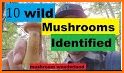 Oregon NW Mushroom Forager Map related image