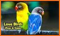 Love Bird- Education and earn money related image