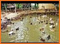 Duck Breeding Farm related image