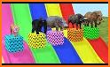 Cube Slide : Animals related image