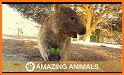 Quokka Bounce related image