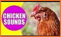 Hen Sound - Chicken Sounds - Rooster Sound related image