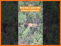 Wild Deer Shooting Animal Hunting Adventure 2020 related image