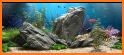 Aquarium Fish Live Wallpapers & Themes related image