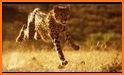 The Cheetah related image