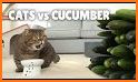 Cats vs Pickles related image