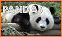 Panda 5th Grade Learning Games related image