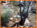 Zion Park Wildflowers related image