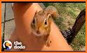 Chipmunk related image