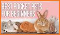 Pocket Pets! related image