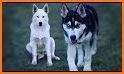 Husky for Pleroma related image