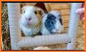 Guinea Pig Puzzle related image