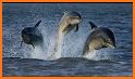 Chesapeake Dolphin Watch related image