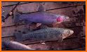 Boat Fishing Simulator: Salmon Wild Fish Hunting related image