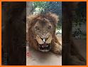 Poud Lion related image