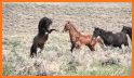 Wild Horses Race Field related image