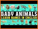 Montessori Vocabulary - Baby Animal Names related image