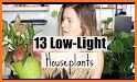 Houseplants related image