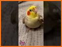 Cute Birds related image