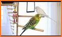 Parakeet Love Keyboard Background related image