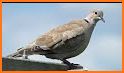 Dove Sounds - Dove Calls for Hunting related image