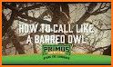 Turkey Hunting Calls - Hunting sounds related image