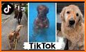 Tik Dog related image