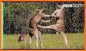 Kangaroo related image