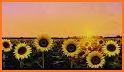 Sunflower Garden Keyboard Background related image