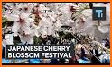 Cherry Blossom Festival related image