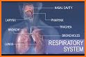 Respiratory System Anatomy related image