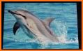 Dolphin Jigsaw Puzzle related image