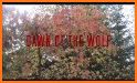 Dawn Wolf related image