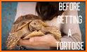 Tortoise related image