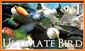 Ultimate Bird Simulator related image