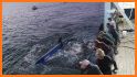 Shark Tracker - OCEARCH related image