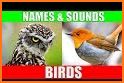 Bird Identifier - Picture Bird related image