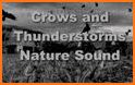 Crow Sounds related image