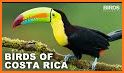 Birds of Costa Rica related image