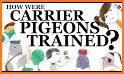 Carrier Pigeon related image