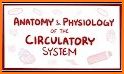 Circulatory System in 3D (Anatomy) related image