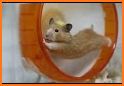 Crazy Hamster related image