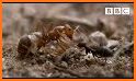 Ant Colony related image