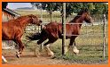 Horse Scanner – Horse Breed Identification related image