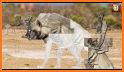 Animal Jigsaw Puzzle related image