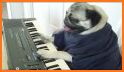 Cute Tongue Pug Keyboard Background related image