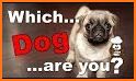 What Type Of Dog Are You? related image